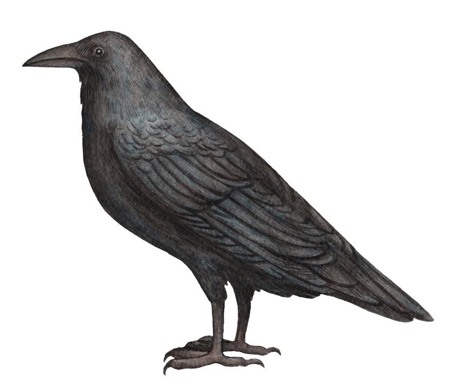 Black raven watercolor illustration